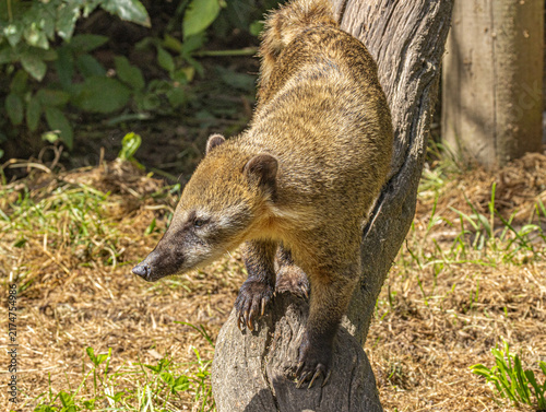South American coati (Nasua nasua) walking in a zoo enclosure, showing its distinctive elongated snout, ringed tail and reddish-brown fur