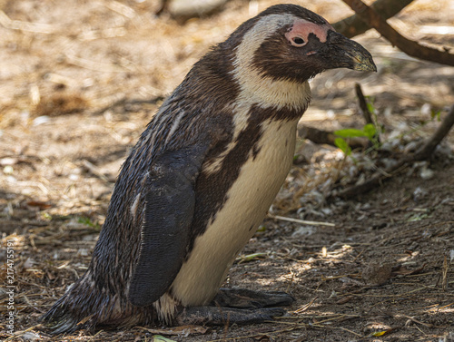 African penguin (Spheniscus demersus) at Champrépus Zoo in Normandy, France. Portrait of this distinctive seabird showing its black and white plumage, characteristic markings and elegant posture. Wild