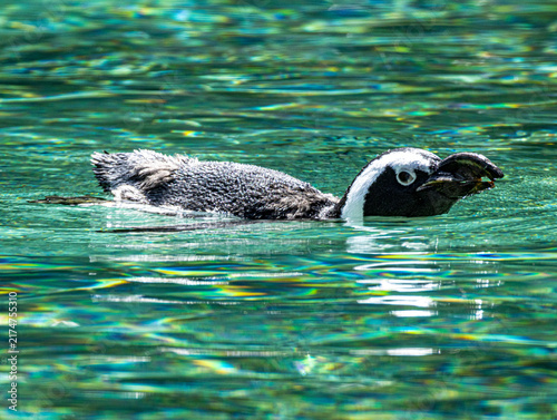 African penguin (Spheniscus demersus) at Champrépus Zoo in Normandy, France. Portrait of this distinctive seabird showing its black and white plumage, characteristic markings and elegant posture. Wild