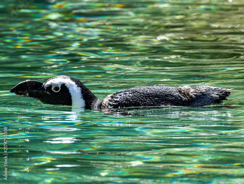 African penguin (Spheniscus demersus) at Champrépus Zoo in Normandy, France. Portrait of this distinctive seabird showing its black and white plumage, characteristic markings and elegant posture. Wild