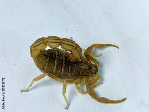 Foto Scorpion Close Up on White Background – Detailed Arthropod Wildlife Photography