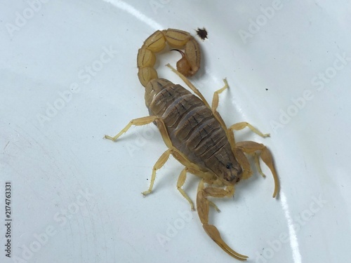 Canvas Print Scorpion Close Up on White Background – Detailed Arthropod Wildlife Photography