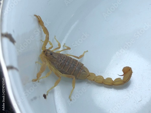 Photography Scorpion Close Up on White Background – Detailed Arthropod Wildlife Photography