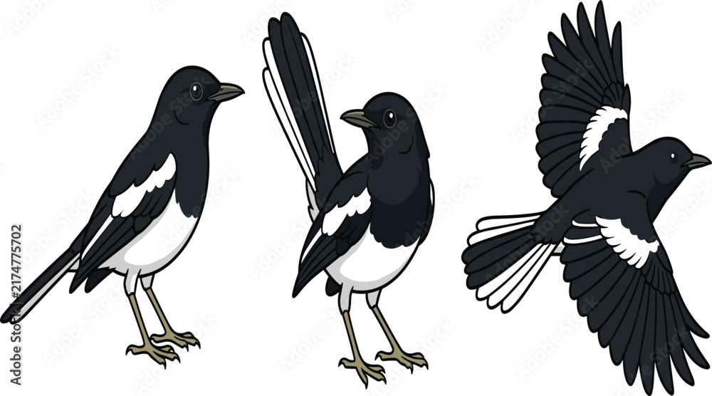 Fototapeta premium Oriental Magpie Robin Bird Character Icon Set Featuring Standing Perching and Flying Poses for Wildlife Nature Conservation and Asian Fauna Graphic Designs