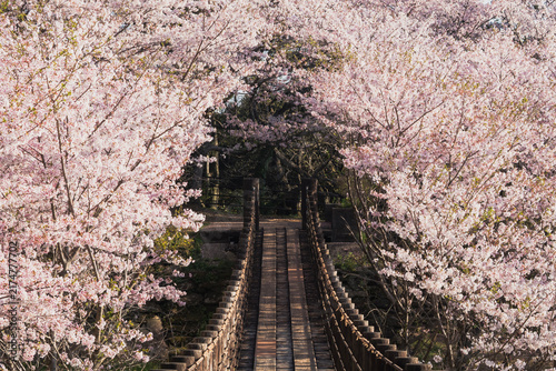Wooden Suspension Bridge Surrounded by Cherry Blossoms in Full Bloom