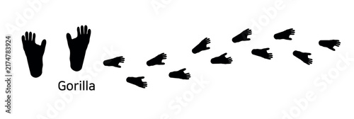 14.Gorilla. These are gorilla footprints. A vector illustration showing a footprint silhouette with alternating images of a gorilla’s hand and foot.