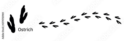 23.Ostrich. These are ostrich footprints. A vector illustration showing the shape of an ostrich’s footprint and its gait.
