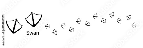 27. Swan.  These are swan footprints. A vector illustration showing the shape of a swan’s webbed footprints and the trail it has walked.