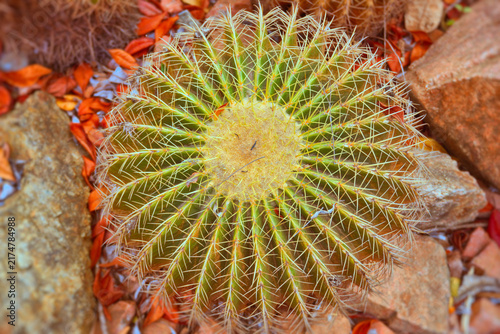 Foto cactus close up top down view
