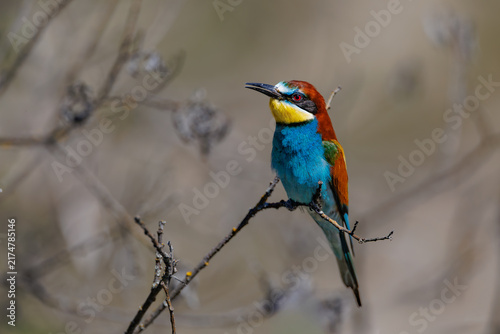 European bee-eater (Merops apiaster) perched on a branch holding caught insect in beak