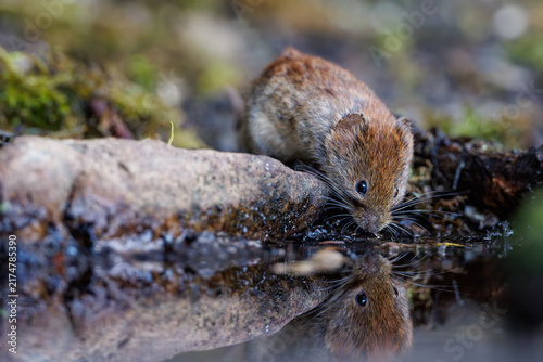 Bank vole (Myodes glareolus) drinking water with clear reflection in forest pond