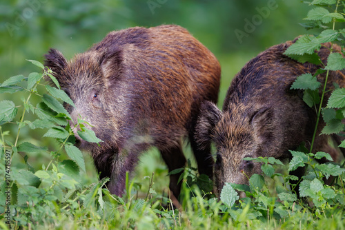 Two wild boars (Sus scrofa) foraging together in dense green forest vegetation