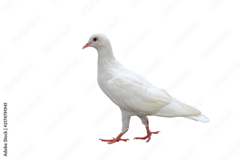 Fototapeta premium Beautiful of White dove standing isolated on transparent background png file 