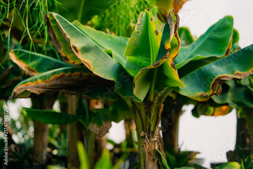 Obraz na plátne Banana tree displaying its large green leaves with prominent dry, brown edges, i