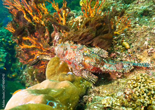 Obraz na płótnie Scorpionfish Camouflaged on a Coral Reef in Tropical Waters