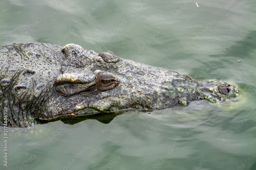 Fototapeta premium Crocodile's head rises from water showcasing its powerful features in natural setting
