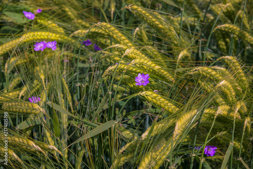 фотографія A wheat field with purple flowers (geranium) growing among the green ears, creat