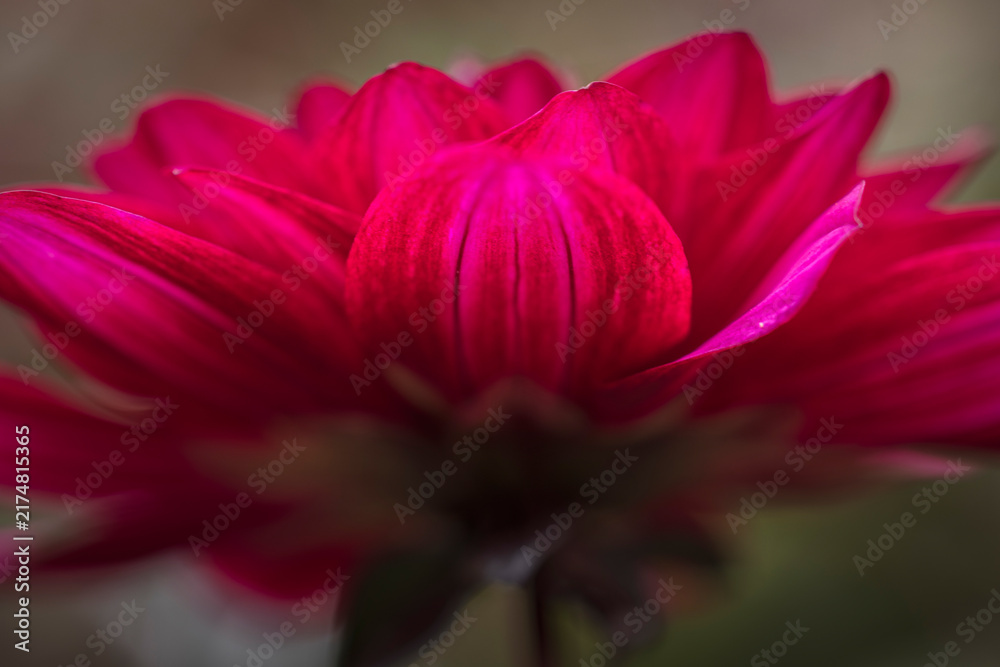 Obraz premium Close-up of a red dahlia with bright petals in a softly blurred background, Dahlia, Konstanz, Baden-Wuerttemberg, Germany