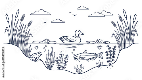 Foto Pond ecosystem outline drawing with aquatic animals and vegetation