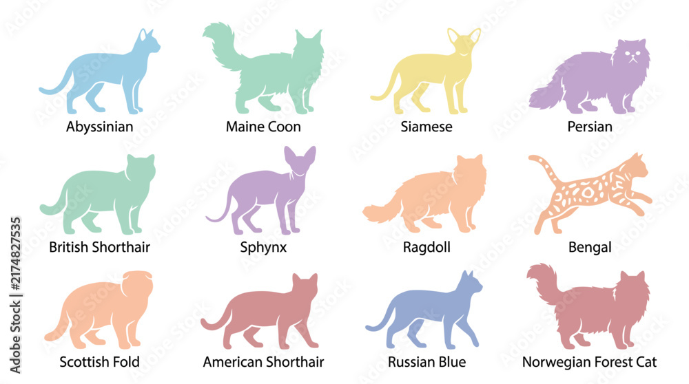 Obraz premium Colorful cat breeds in rows.
