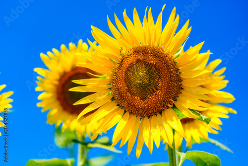 夏を象徴するひまわりの花