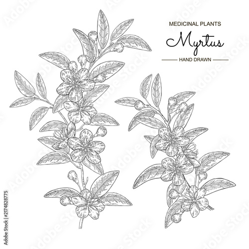 Myrtus branch vector illustration. Myrtus communis also Mytrle plant with leaves and flowers. Hand drawn.