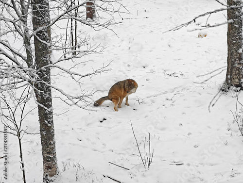 High-angle wide shot of a wild grey wolf defecating on snow-covered ground in a Finnish forest during winter.