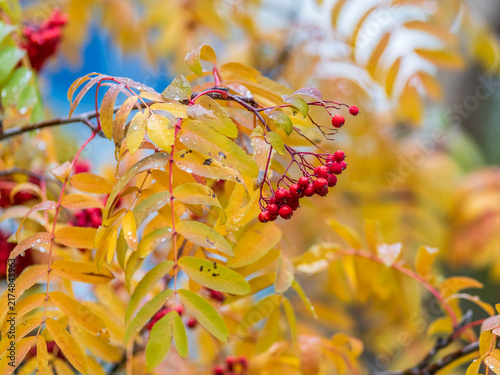 Картината върху платно A bunch of red rowan in autumn leaves.