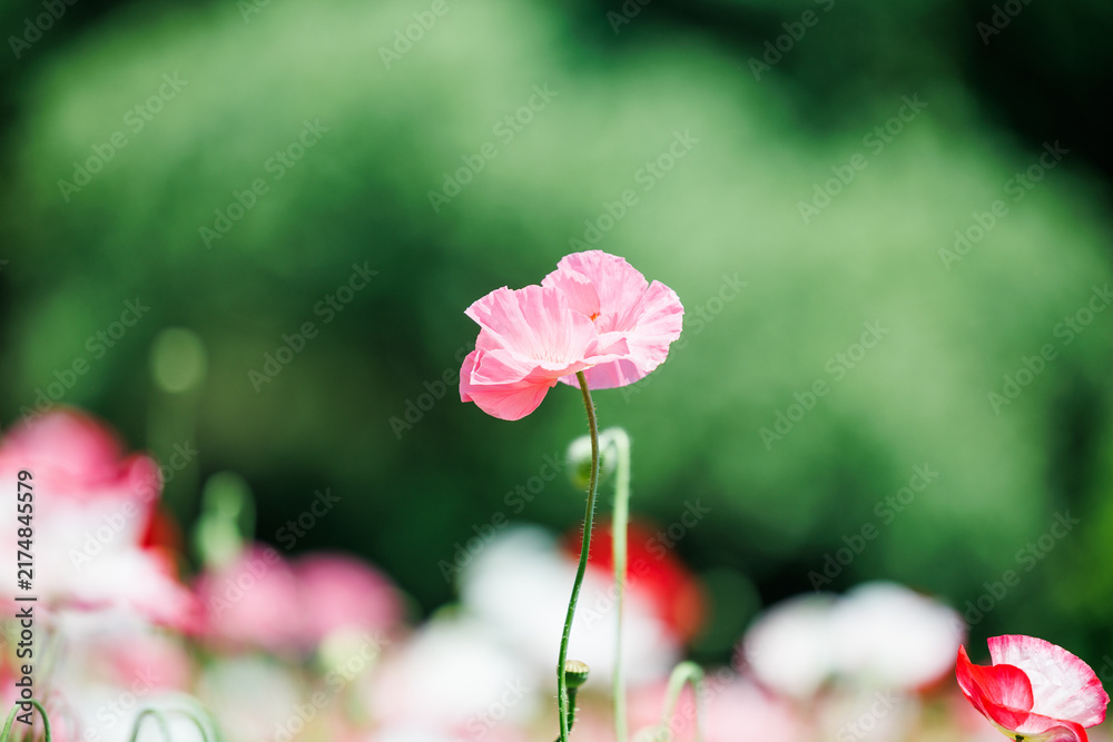 Obraz premium Pink and red poppies blooming outdoors