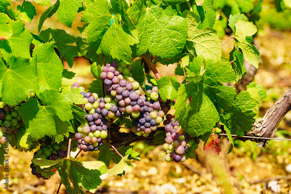 Naklejka premium Vine grapes on tree