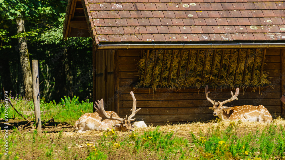 Naklejka premium Animals park with fallow deers dama dama, . Vision Park in Auberive region, France.