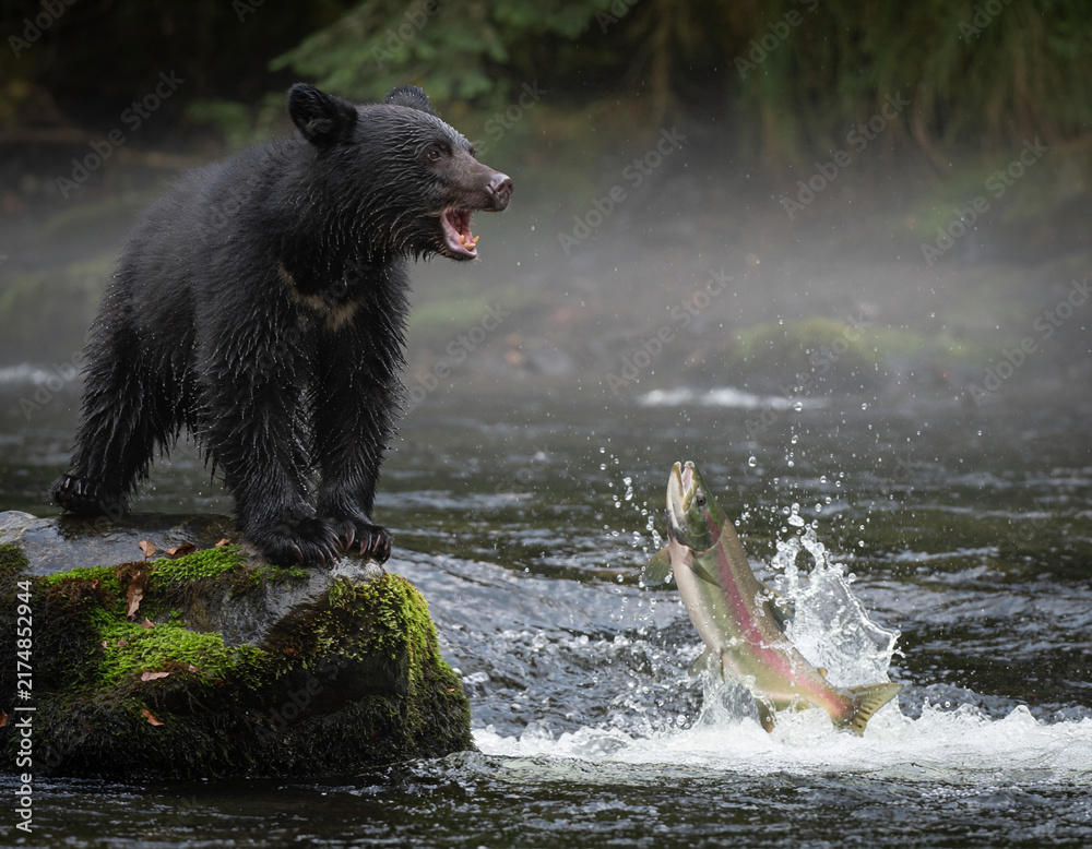 Fototapeta premium A black bear cub looks startled with an open mouth while watching a splashing salmon jump from a river stream.