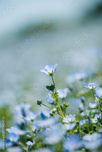Quadro su tela Soft focus nemophila blossoms in a sunlit flower field