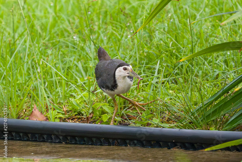 Canvas Print Tiny bird with gray head and white body walks through tall green grass