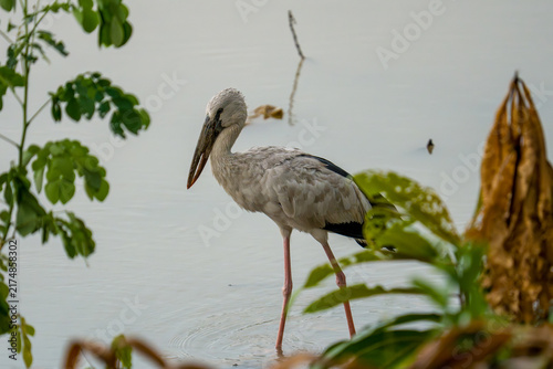 Obraz na plátne Gray heron stands in shallow water