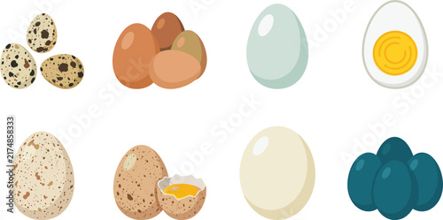 Flat vector illustration set of various fresh organic eggs including quail, chicken, and duck eggs