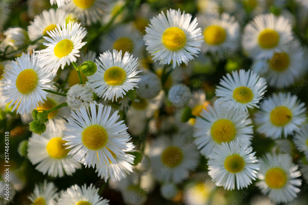Fototapeta premium Dense white field chamomile flowers with bright yellow centers are gently illuminated by sunlight. The macro shot conveys the beauty and freshness of summer blooming in the meadow.