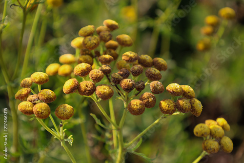Foto Yellow-orange button-like tansy inflorescences bloom on green stems under soft natural sunlight