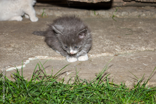 A fluffy dark gray kitten with white paws sits near a green lawn on a concrete yard. The small pet crouches down and curiously examines the ground in front of it.