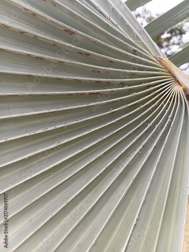 Detailed view of the base of a fan palm leaf. Natural structural texture of a tropical plant