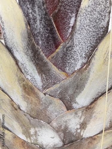 Palm tree trunk texture close-up. Geometric pattern of overlapping leaf bases with maroon shades