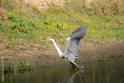 Картината върху платно Grey heron taking flight with prey from a river bank in the Danube Delta, Romani