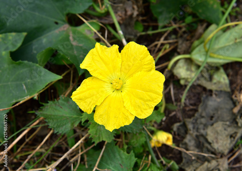 Konstfotografi ヘチマの花