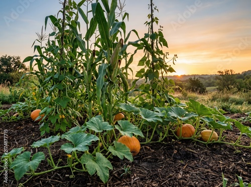 Pumpkin patch with corn stalks and climbing beans at sunrise for indigenous agriculture poster and seasonal farm background