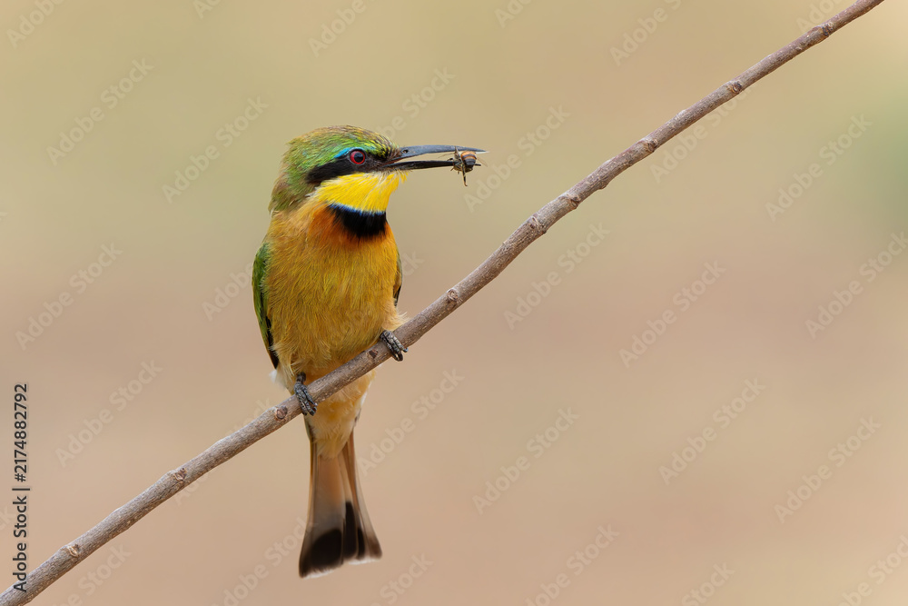 Obraz premium Little bee-eater (merops pusillus) hunting in Kruger national park in South Africa 