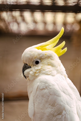Obraz na płótnie Sulphur-crested cockatoo showing yellow crest and black beak