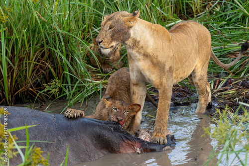 Canvas Print Lioness with cub