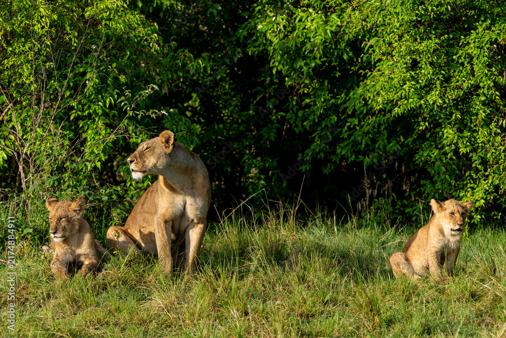 Obraz premium Lioness with cub. Lions strengthen family bonds through affectionate behavior in the Masai Mara game reserve in Kenya.