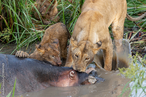 фотографія Lioness with cub