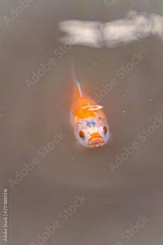 Принти на полотні Goldfish swimming in murky pond water surface